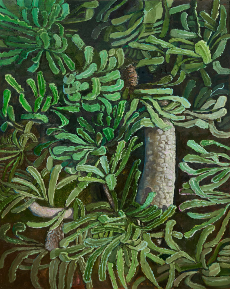 BANKSIA FOREST (Serrata)