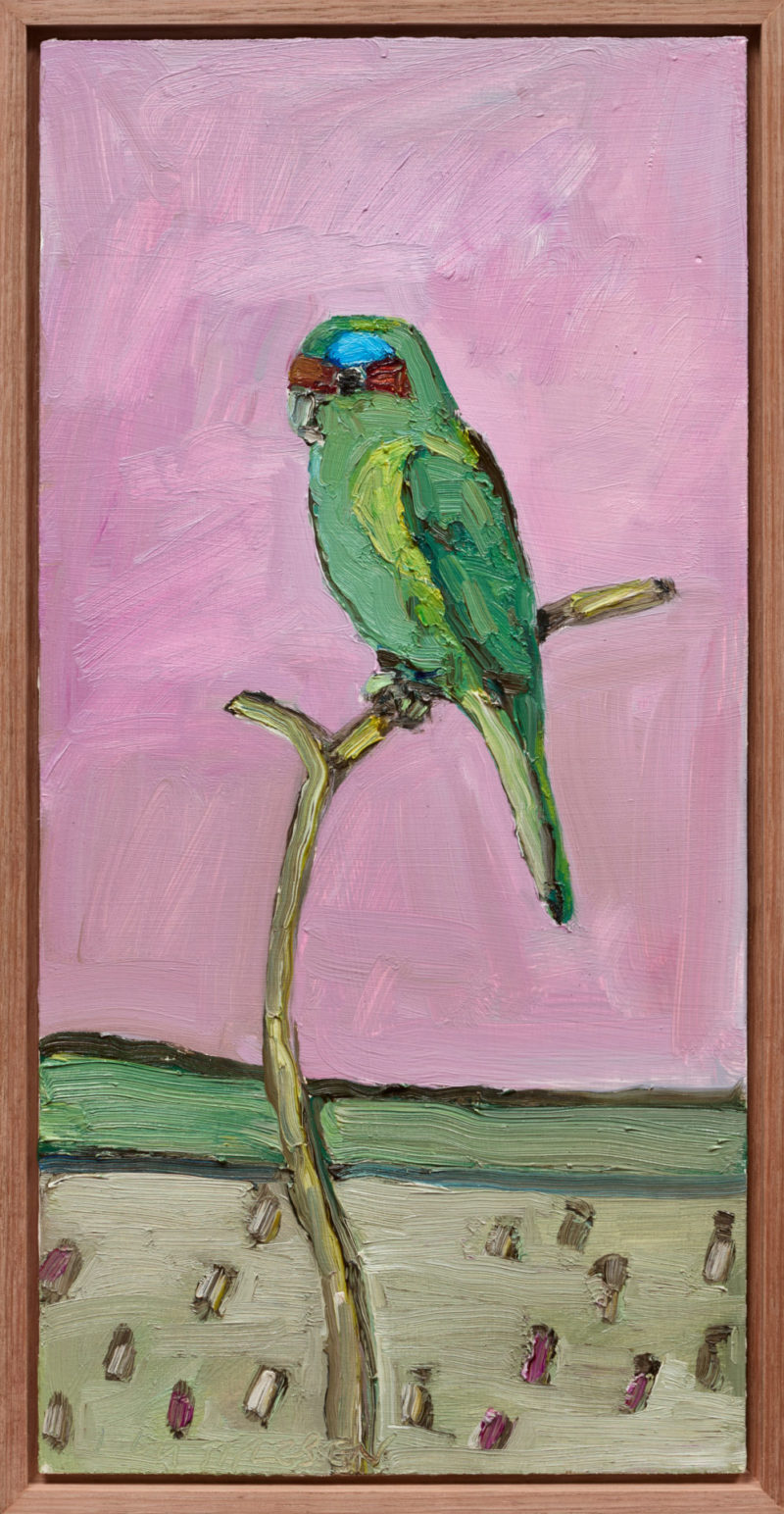 Musk Lorikeet