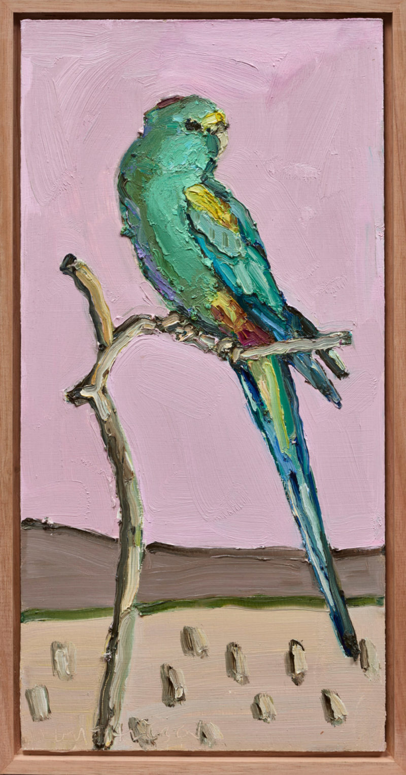 Mulga Parrot