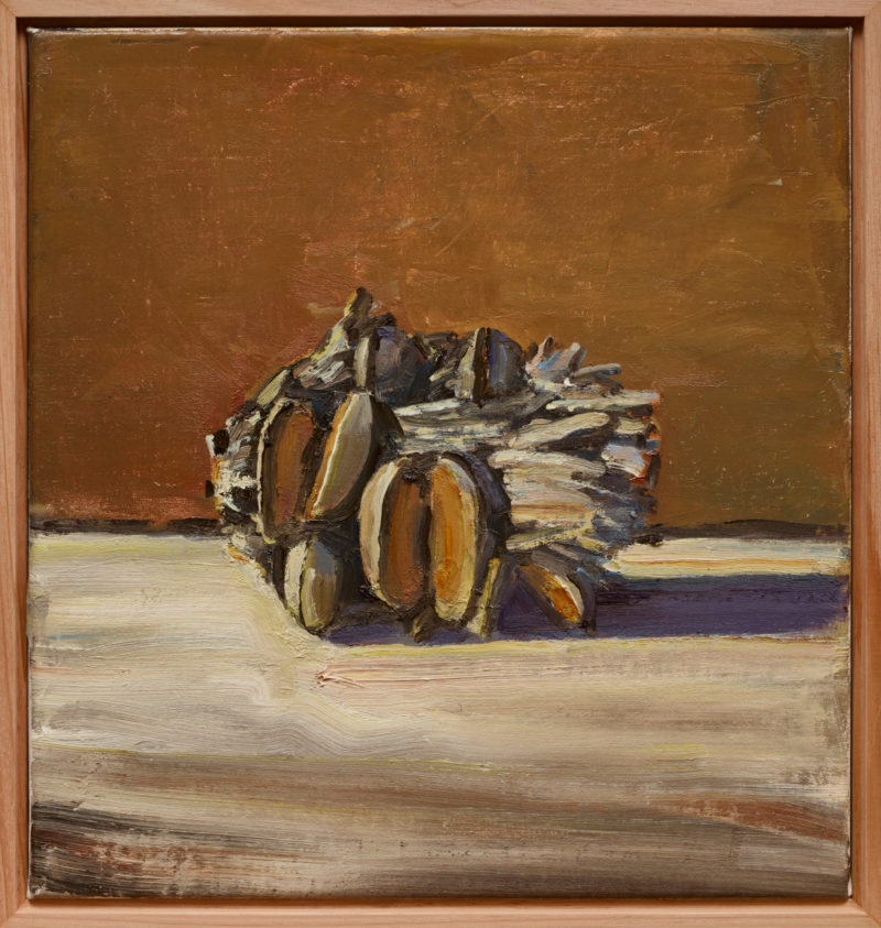 Old Man Banksia Lying