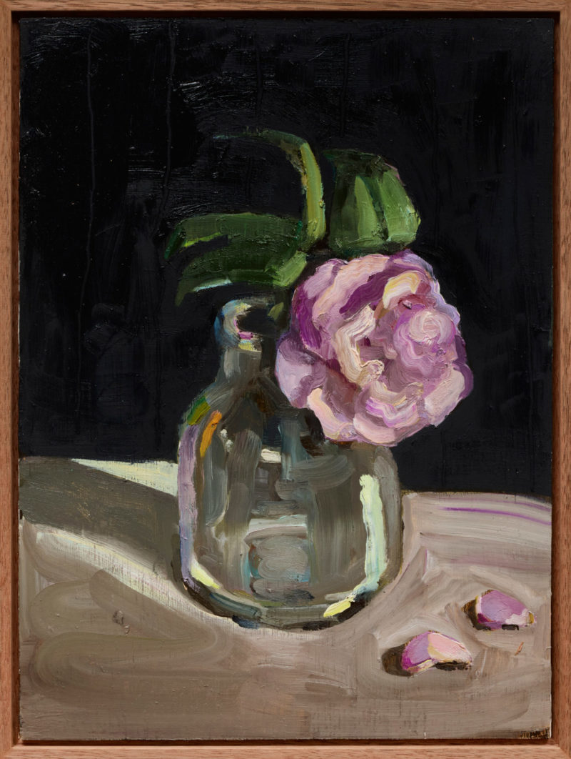 Pale Pink Camellia on Black