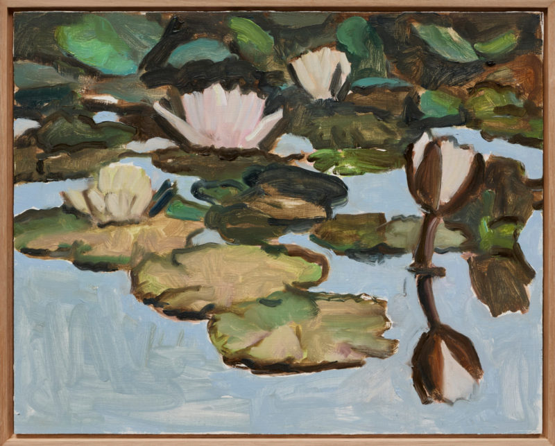 Waterlilies Flowering