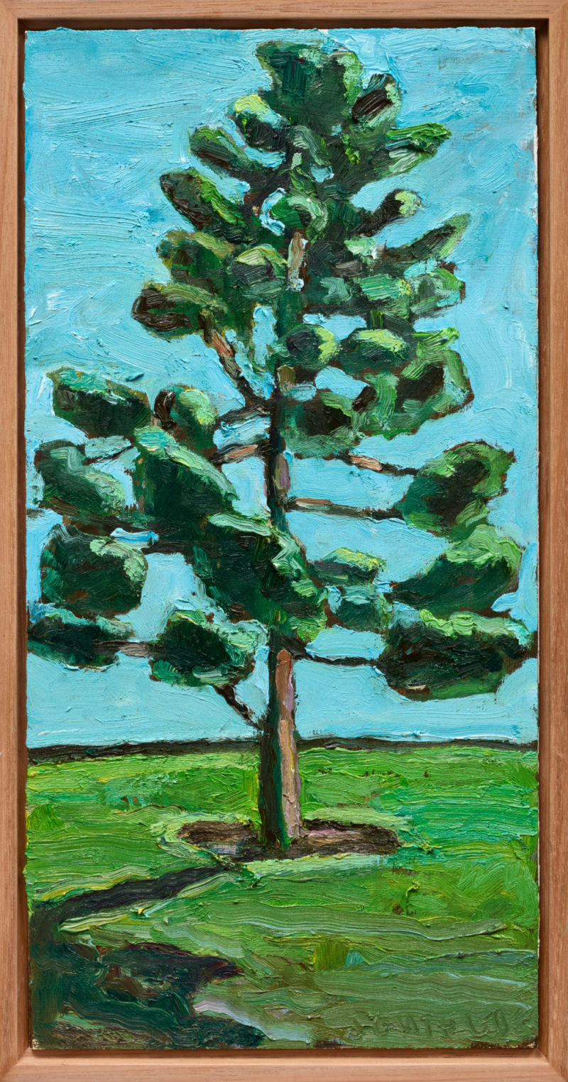 Bunya Pine at Centennial Park