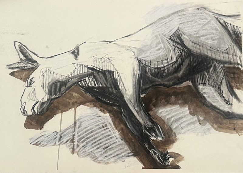 The Last Kangaroo