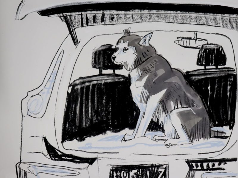 Dog Car Study