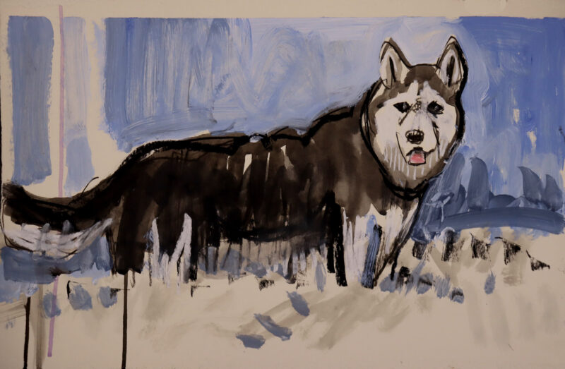 Husky Study